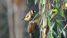 European Goldfinch On Thistle
