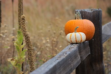 Two Pumpkins In A Field On A Fence