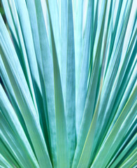 Agave plant