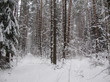 © OLAYOLA - Cold winter day in the snow covered forest.