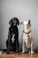Classical Portrait Of A Dog Couple