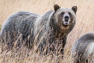 grizzly bear