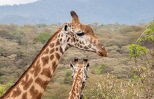 Two Giraffe Stand Together With The Heads And Necks Showing. One Giraffe Has Its Head Turned To Show Its Right Side. The Other Giraffe Is Facing Away With The Back Of Its Ears And Horns Showing.