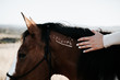 © calebgaskins/Stocksy - Hand showing branding on horse