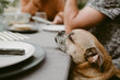 © magnusa1/Stocksy - Sleepy Dog Resting Chin on Table during Picnic