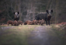Wild Boar (Sus Scrofa) Adults And Young Humbugs In Forest Path/clearing. UK