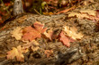autumn leaves on weathered log