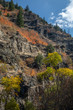 Orange autumn leaves on rocky mountain pine covered hillside