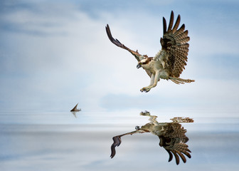 wild osprey (pandion haliaetus) in florida
