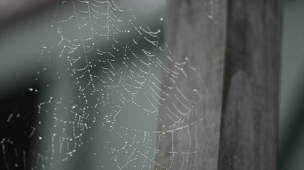 spider wed