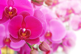 Fototapeta Storczyk - Blooming Pink Phalaenopsis Orchid Flowers on Natural Blurred Background with Copy Space