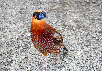 Sticker - Pheasant Tragopan. This is an Asian bird of the pheasant family. The male has red plumage with gray and black-and-white spots.