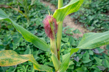 Closeup corn on the stalk in the corn field