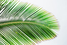 Palm Tree Leaf In Hawaii