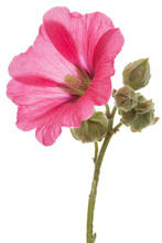 Flower Of Mallow, Isolated On White Background