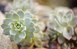 © trinettereed/Stocksy - Succulent