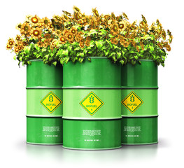Wall Mural - Group of green biofuel drums with sunflowers isolated on white background