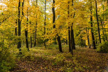 Wall Mural - autumn trees in the park