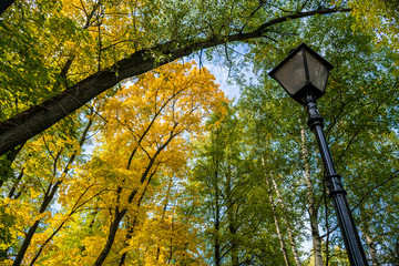 Wall Mural - autumn trees in the park