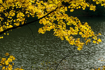 Wall Mural - autumn foliage over the pond in the park