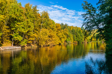 Wall Mural - autumn trees in the park and their reflection in the pond
