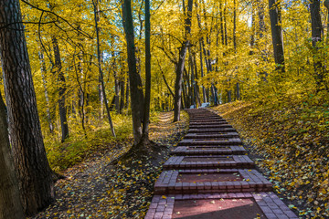 Wall Mural - a pathway among the autumn trees in the park