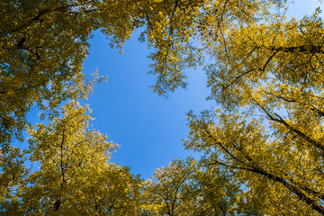Wall Mural - autumn trees in the park against the blue sky