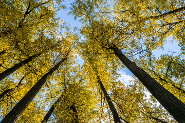 Wall Mural - autumn trees in the park against the blue sky