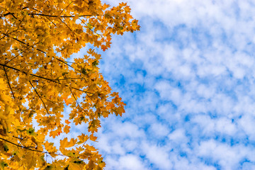 Wall Mural - autumn trees in the park against the blue cloudy sky