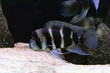 The Frontosa Cichlid (cyphotilapia frontosa), also known as  Queen of Tanganyika or Humphead Cichlid