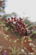 Viburnum berries in the morning