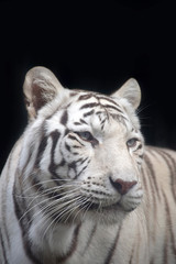 Wall Mural - Close up portrait of white tiger