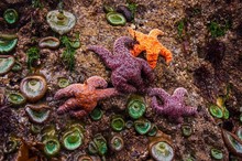 Colorful Sea Life Exposed On Rocks At Low Tide - Oregon Coast