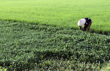 Woman in a rice hat working in a Field