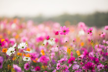 The Cosmos Flower Of Grassland In The Morning