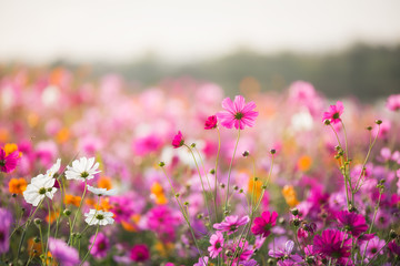 beautiful cosmos flowers blooming in garden. colorful cosmos flowers in spring morning and blue sky.