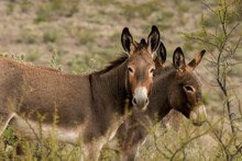 Wild Donkeys In Big Bend Ranch State Park, Texas