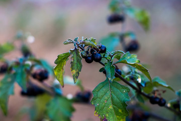 small, round black berries