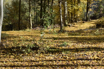 Poster - Herbstwaldweg