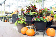 Pumpkin And Flower Display In A Greenhouse Nursery Market