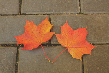 two maple leaves lie next to each other on the road