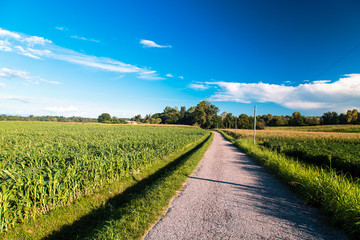 Wall Mural - Summer day in the italian countryside