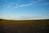 Green farm field on sunset