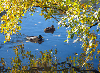 Wall Mural - Ducks swimming in a pond with a branch of yellow autumn leaves