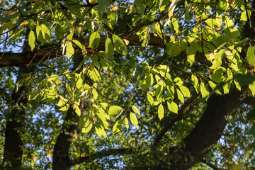 Wall Mural - branch of a tree with green leaves