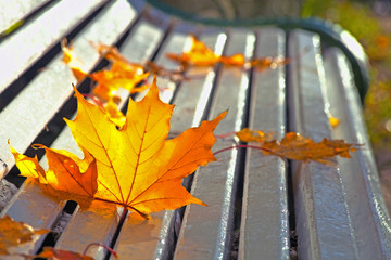 Wall Mural - Yellow autumn maple leaves lying on a wooden bench in the park