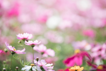 Wall Mural - cosmos flower field background with film vintage style