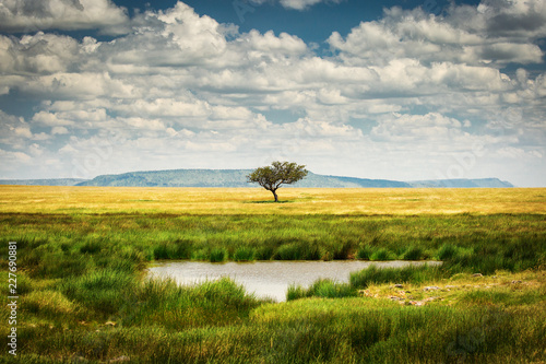 Fotomural Single tree near to a lake and lot of grass aroud and beautiful clouds in backgr