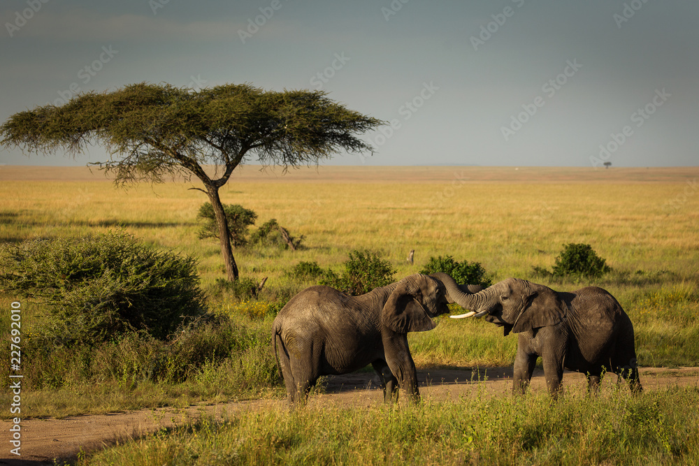 Słonie, Afryka - obrazy, fototapety, plakaty 