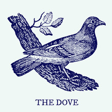 The Dove. Illustration After A Vintage Woodcut Engraving From The 19th Century. Easy Editable In Layers